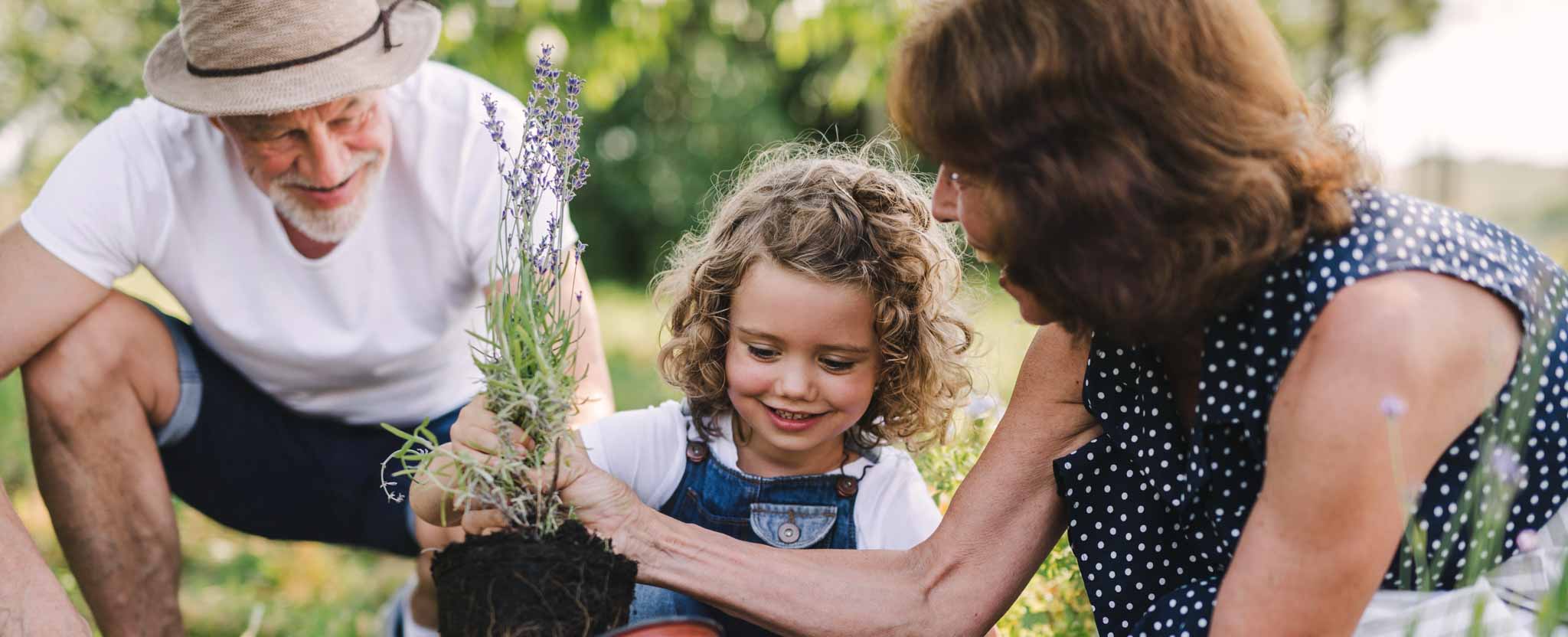 An older man stands with his young granddaughter and wife planting flowers on a nice summer day.